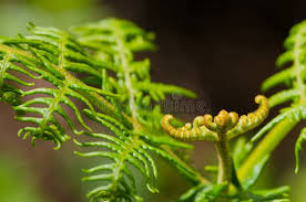 Attēlu rezultāti vaicājumam “Pteropsida”