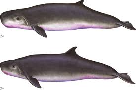 Image result for Kogia breviceps