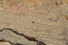 Attēlu rezultāti vaicājumam “Radulomyces confluens”