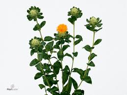 Image result for Carthamus tinctorius