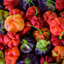 Afbeeldingsresultaat voor aji habanero hot pepper