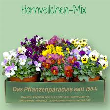 Image result for Hornveilchen