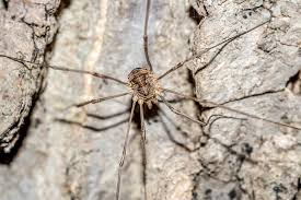 Attēlu rezultāti vaicājumam “Phalangium opilio”