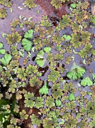 Attēlu rezultāti vaicājumam “Cephalozia bicuspidata sporophyte”