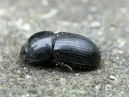 Attēlu rezultāti vaicājumam “Aphodius subterraneus”