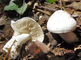 Attēlu rezultāti vaicājumam “Tricholoma album”