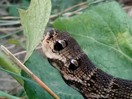 Attēlu rezultāti vaicājumam “Deilephila elpenor larva”