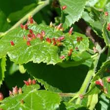 Attēlu rezultāti vaicājumam “Eriophyes tiliae”