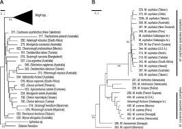 Image result for Chelon tricuspidens