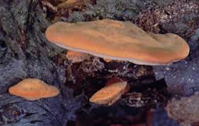 Attēlu rezultāti vaicājumam “Hapalopilus nidulans”