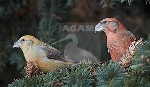 Attēlu rezultāti vaicājumam “Loxia pytyopsittacus male”