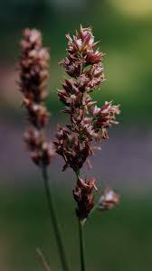 Attēlu rezultāti vaicājumam “Calamagrostis stricta”