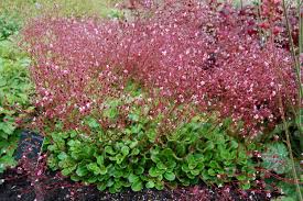 Attēlu rezultāti vaicājumam “Saxifraga cymbalaria fruit”