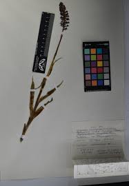 Attēlu rezultāti vaicājumam “Melampsora magnusiana”