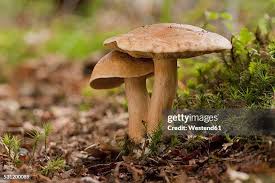 Attēlu rezultāti vaicājumam “Suillus bovinus”