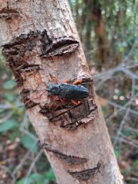 Attēlu rezultāti vaicājumam “Orthotrichum affine var. affine”