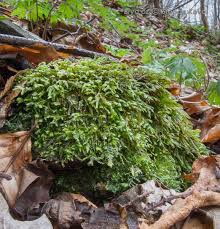 Attēlu rezultāti vaicājumam “Homalia trichomanoides”