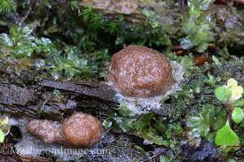 Attēlu rezultāti vaicājumam “Siphoptychium violaceum spores”
