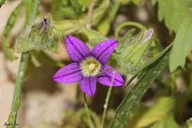 Image result for Campanula strigosa