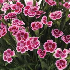 Image result for Dianthus