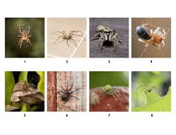 Image result for spider