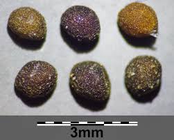 Attēlu rezultāti vaicājumam “Cuscuta europaea fruit”