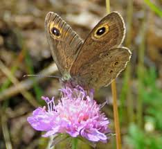 Attēlu rezultāti vaicājumam “Phalonidea permixtana”