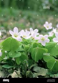 Attēlu rezultāti vaicājumam “Oxalidaceae”