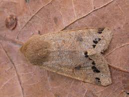 Attēlu rezultāti vaicājumam “Orthosia munda”