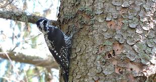 Attēlu rezultāti vaicājumam “Picoides tridactylus adult”