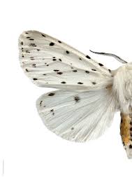 Attēlu rezultāti vaicājumam “Spilosoma lubricipeda”
