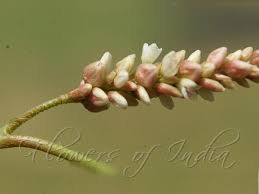 Attēlu rezultāti vaicājumam “Persicaria lapathifolia flower”
