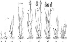 Attēlu rezultāti vaicājumam “Calamagrostis epigeios”