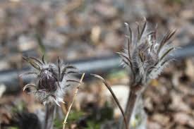 Attēlu rezultāti vaicājumam “Pulsatilla patens bud”