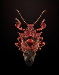 Attēlu rezultāti vaicājumam “Hemitrichia decipiens macro”