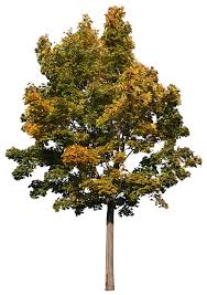 Attēlu rezultāti vaicājumam “Acer campestre”