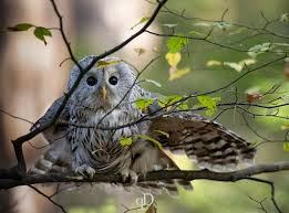 Attēlu rezultāti vaicājumam “Strix uralensis adult”