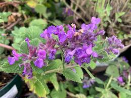 Attēlu rezultāti vaicājumam “Nepeta x faassenii leaf”