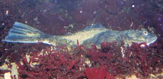 Image result for Parophrys vetulus