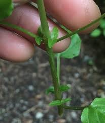 Attēlu rezultāti vaicājumam “Circaea alpina leaf”