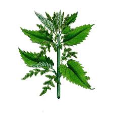 Attēlu rezultāti vaicājumam “Urtica dioica”