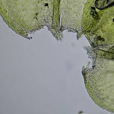 Attēlu rezultāti vaicājumam “Sciuro-hypnum”