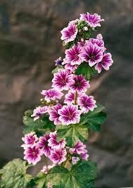 Image result for Malva sylvestris 'Zebrina'