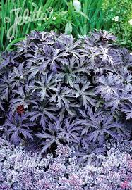 Attēlu rezultāti vaicājumam “Geranium pratense leaf”