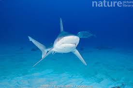 Image result for Carcharhinus plumbeus