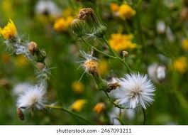 Attēlu rezultāti vaicājumam “Crepis biennis”