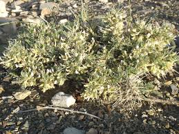 Attēlu rezultāti vaicājumam “Astragalus arenarius leaf”