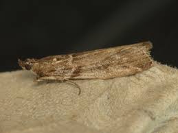 Attēlu rezultāti vaicājumam “Zophodia grossulariella”