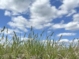 Attēlu rezultāti vaicājumam “Carex digitata fruit”