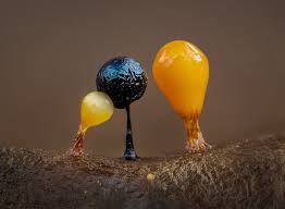 Attēlu rezultāti vaicājumam “Lamproderma violaceum plasmodium”